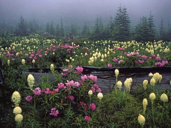 OR Meadow of rhododendrons and bear grass